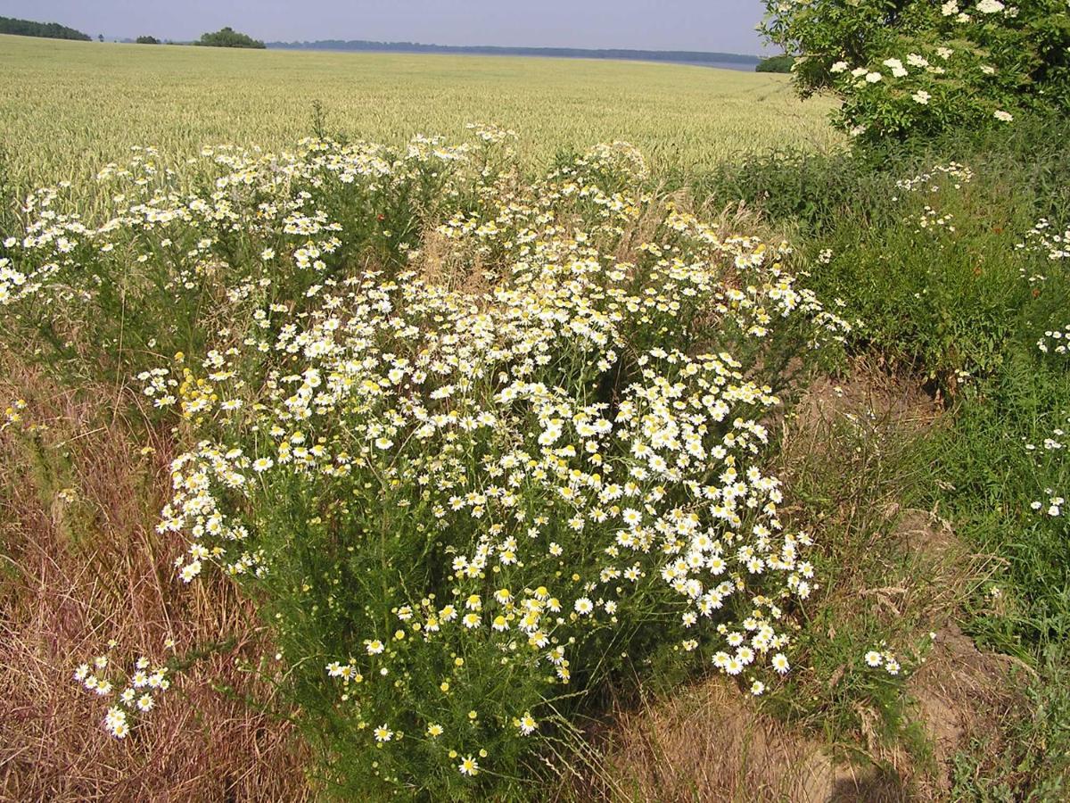 Peeneurlaub Lassan Exteriör bild
